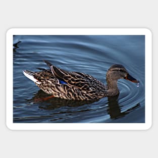 A duck with a water drop. Sticker